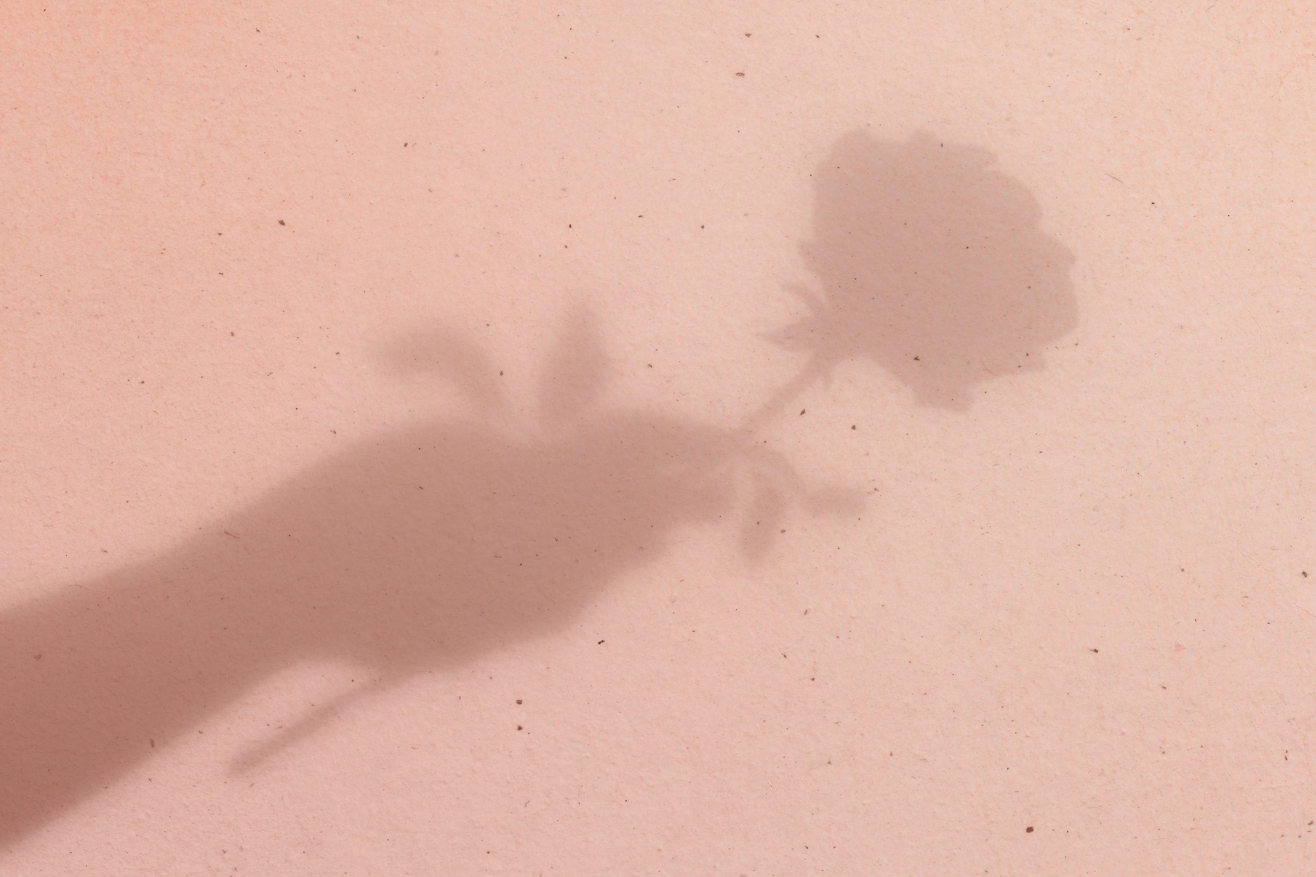 Pink background with rose in hand