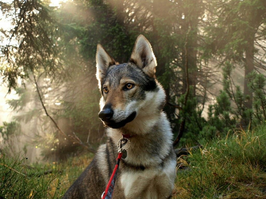 马来西亚可以养捷克狼犬吗？