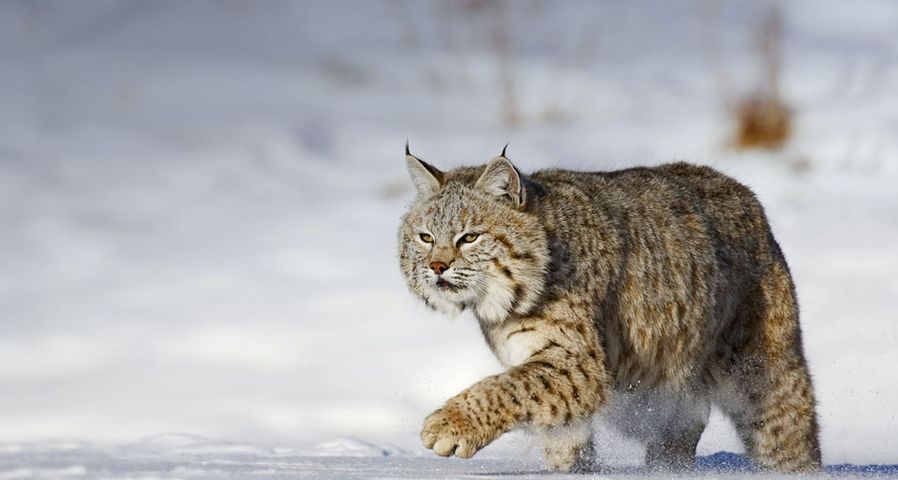 马来西亚可以养山猫吗？