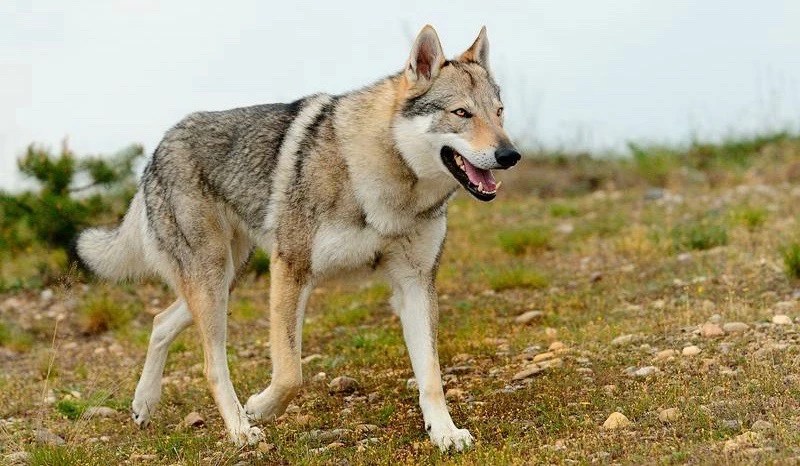 马来西亚捷克狼犬价格？