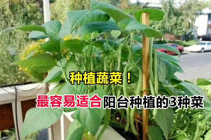 马来西亚最容易适合阳台种植的蔬菜，在家就能种菜，可以不断生长！